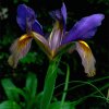 Iris “Œil du tigre”  ©D-GRRR